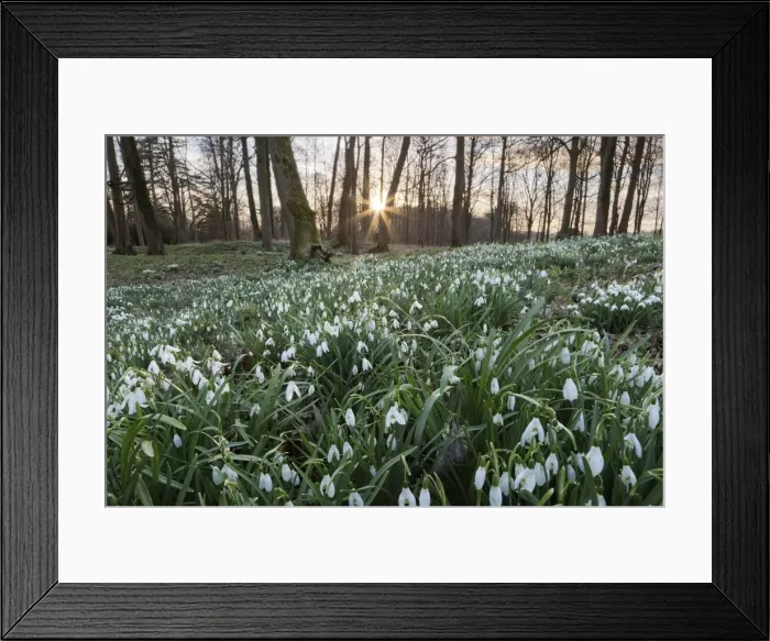 Framed Print : Snowdrops in woodland at sunset, near Stow-on-the-Wold, Cotswolds, Gloucestershire Framed Print : Snowdrops in woodland at sunset, near Stow-on-the-Wold, Cotswolds, Gloucestershire