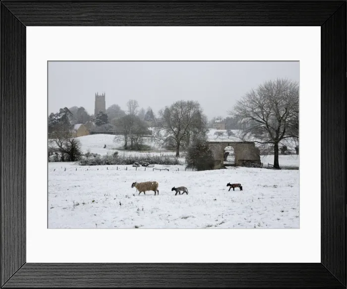Framed Print : St. James church and sheep with lambs in snow, Chipping Campden, Cotswolds, Gloucestershire Framed Print : St. James church and sheep with lambs in snow, Chipping Campden, Cotswolds, Gloucestershire