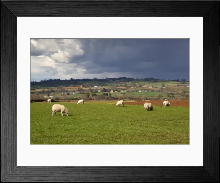 Framed Print : Cotswold landscape with sheep, Chipping Campden, Cotswolds, Gloucestershire, England Framed Print : Cotswold landscape with sheep, Chipping Campden, Cotswolds, Gloucestershire, England
