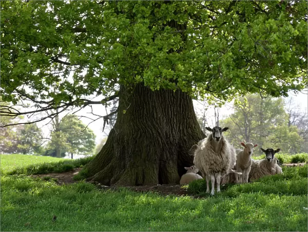 Ewes and lambs under shade of oak tree, Chipping Campden, Cotswolds, Gloucestershire