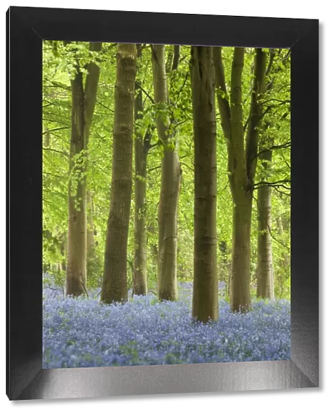 Bluebell wood, Chipping Campden, Cotswolds, Gloucestershire, England, United Kingdom