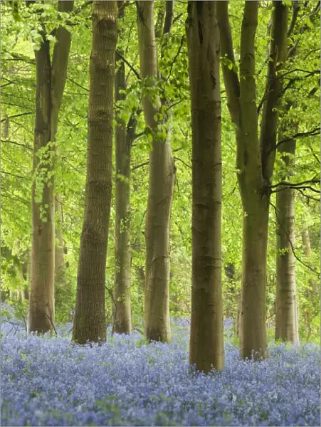 Bluebell wood, Chipping Campden, Cotswolds, Gloucestershire, England, United Kingdom