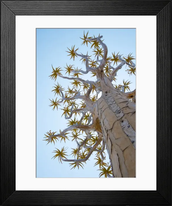 Framed Print : A Quiver Tree gets its name from the San people who used the tubular branches to Framed Print : A Quiver Tree gets its name from the San people who used the tubular branches to