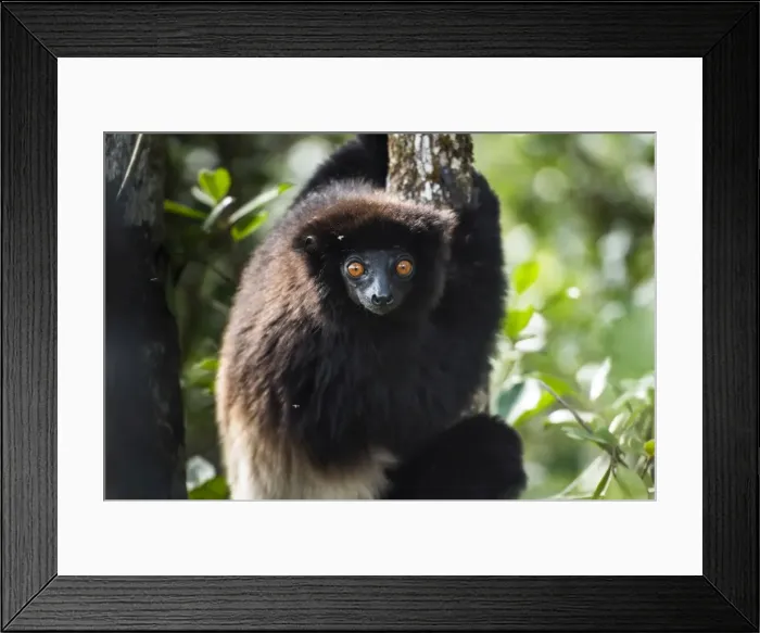 Framed Print : Milne-Edwards sifaka (Propithecus Edwardsi), Ranomafana National Park, Madagascar Central Highlands Framed Print : Milne-Edwards sifaka (Propithecus Edwardsi), Ranomafana National Park, Madagascar Central Highlands