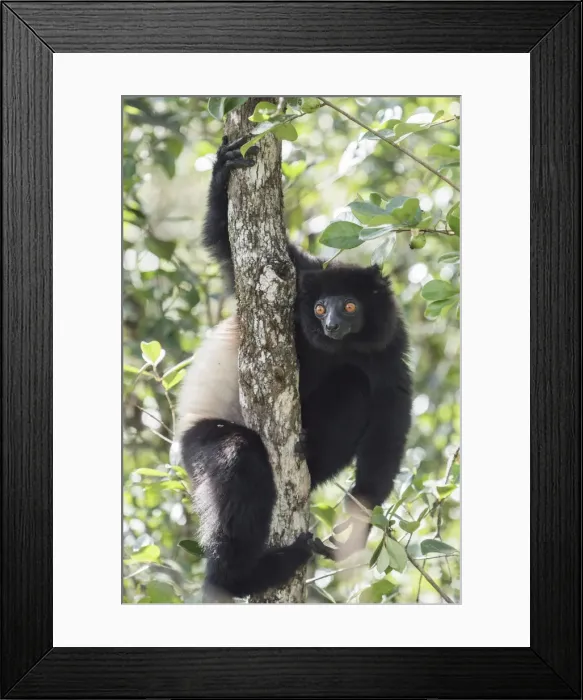 Framed Print : Milne-Edwards sifaka (Propithecus Edwardsi), Ranomafana National Park, Madagascar Central Highlands Framed Print : Milne-Edwards sifaka (Propithecus Edwardsi), Ranomafana National Park, Madagascar Central Highlands