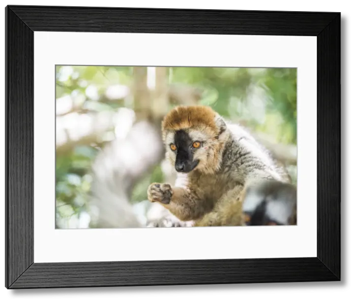Framed Print : Red-fronted lemur (Eulemur Rufifrons), Isalo National Park, Ihorombe Region, Southwest Madagascar Framed Print : Red-fronted lemur (Eulemur Rufifrons), Isalo National Park, Ihorombe Region, Southwest Madagascar