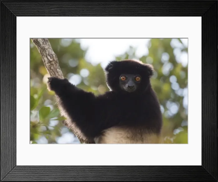 Framed Print : Milne-Edwards sifaka (Propithecus Edwardsi), Ranomafana National Park, Madagascar Central Highlands Framed Print : Milne-Edwards sifaka (Propithecus Edwardsi), Ranomafana National Park, Madagascar Central Highlands