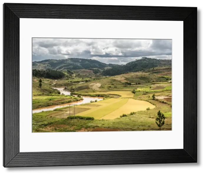 Framed Print : Rice paddy field scenery near Antananarivo, Antananarivo Province, Eastern Madagascar Framed Print : Rice paddy field scenery near Antananarivo, Antananarivo Province, Eastern Madagascar