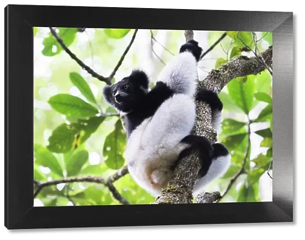 Indri (Babakoto) (Indri Indri), a large lemur in Perinet Reserve, Andasibe-Mantadia National Park
