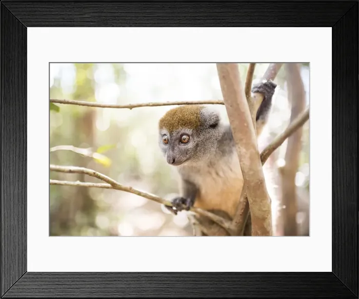 Framed Print : Grey bamboo lemur (Hapalemur), Lemur Island, Andasibe, Eastern Madagascar, Africa