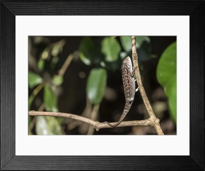 Framed Print : Carpet chameleon (white-lined chameleon) (Furcifer lateralis), endemic to Madagascar Framed Print : Carpet chameleon (white-lined chameleon) (Furcifer lateralis), endemic to Madagascar