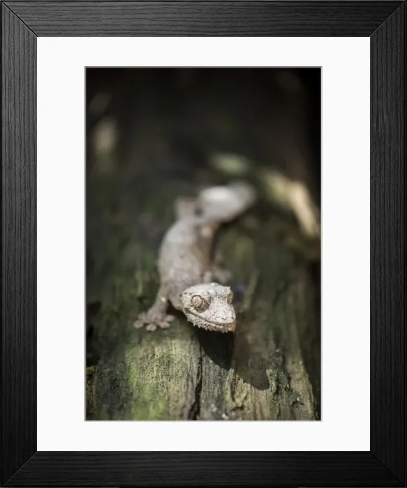 Framed Print : Leaf-tailed gecko (Baweng Satanic leaf gecko) (Uroplatus phantasticus), endemic to Madagascar Framed Print : Leaf-tailed gecko (Baweng Satanic leaf gecko) (Uroplatus phantasticus), endemic to Madagascar