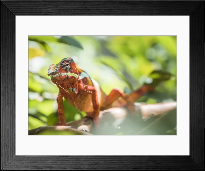 Framed Print : Red panther chameleon (Furcifer pardalis), endemic to Madagascar, Africa Framed Print : Red panther chameleon (Furcifer pardalis), endemic to Madagascar, Africa