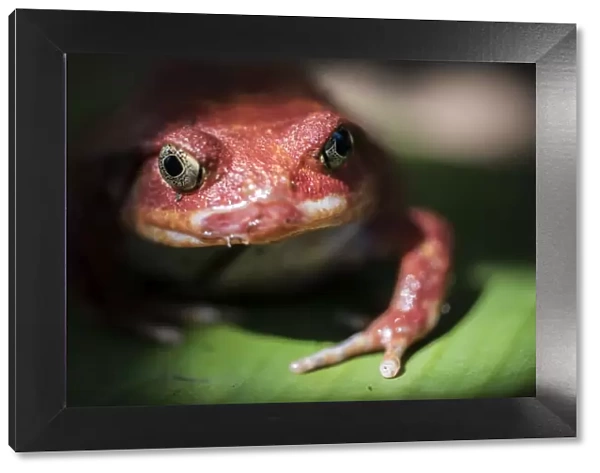 Close-up of a Madagascar tomato frog (Dyscophus antongilii), endemic to Madagascar