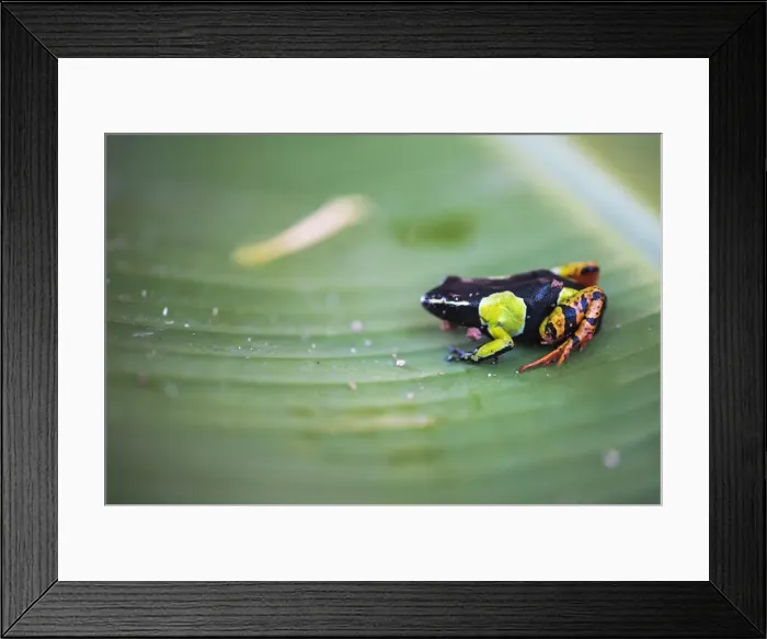 Framed Print : Mantella baroni, a frog endemic to Madagascar, Africa Framed Print : Mantella baroni, a frog endemic to Madagascar, Africa