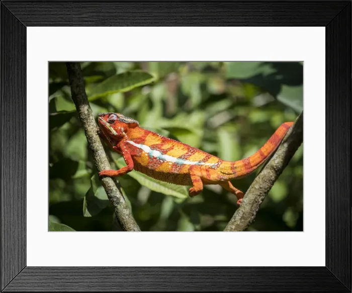 Framed Print : Red panther chameleon (Furcifer pardalis), endemic to Madagascar, Africa Framed Print : Red panther chameleon (Furcifer pardalis), endemic to Madagascar, Africa
