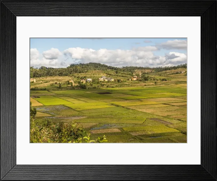Framed Print : Paddy rice field landscape in the Madagascar Central Highlands near Ambohimahasoa Framed Print : Paddy rice field landscape in the Madagascar Central Highlands near Ambohimahasoa