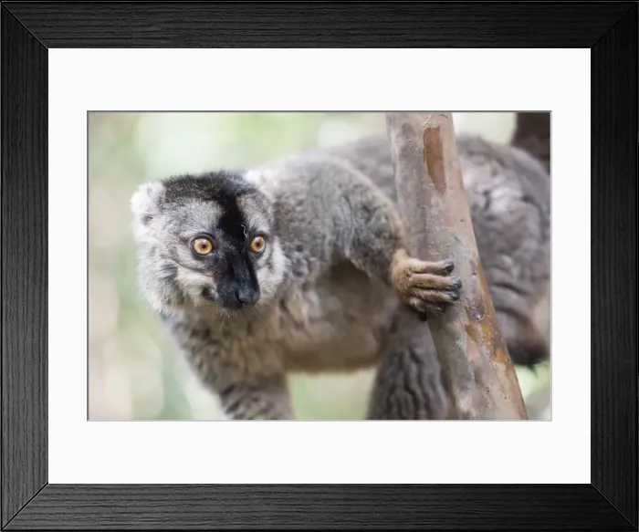 Framed Print : Common brown lemur (Eulemur fulvus), Lemur Island, Andasibe National Park, Madagascar Framed Print : Common brown lemur (Eulemur fulvus), Lemur Island, Andasibe National Park, Madagascar