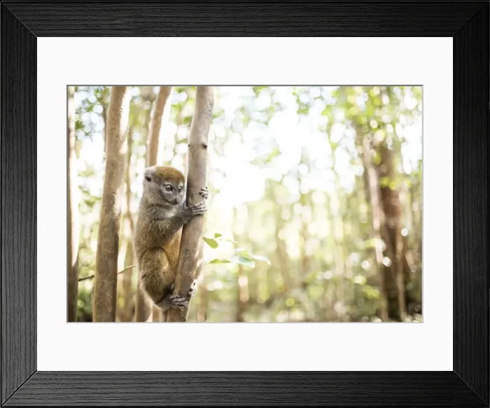 Framed Print : Grey bamboo lemur (Hapalemur), Lemur Island, Andasibe, Eastern Madagascar, Africa Framed Print : Grey bamboo lemur (Hapalemur), Lemur Island, Andasibe, Eastern Madagascar, Africa