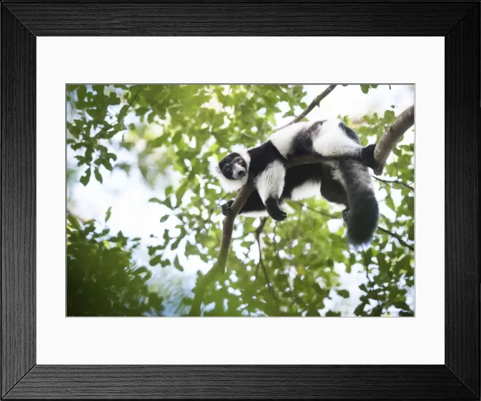 Framed Print : Black and white ruffed lemur (Varecia variegata), endemic to Madagascar, seen on Lemur Island Framed Print : Black and white ruffed lemur (Varecia variegata), endemic to Madagascar, seen on Lemur Island