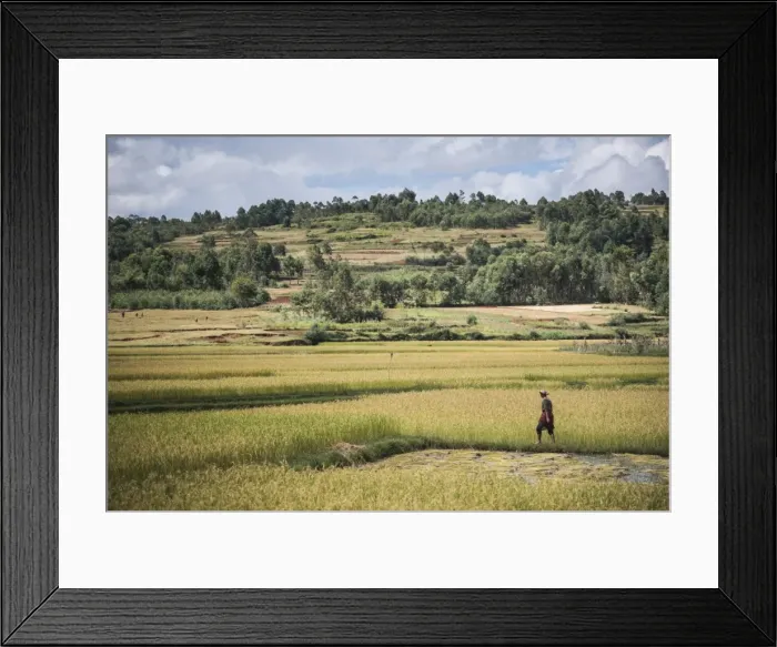 Framed Print : Lady in rice paddy fields on RN7 (Route Nationale 7) near Ambatolampy in the Central Highlands Framed Print : Lady in rice paddy fields on RN7 (Route Nationale 7) near Ambatolampy in the Central Highlands