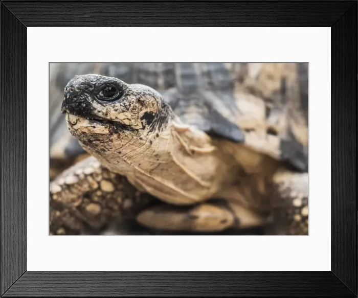 Framed Print : Radiated tortoise (Astrochelys radiata), Madagascar Central Highlands, Madagascar, Africa Framed Print : Radiated tortoise (Astrochelys radiata), Madagascar Central Highlands, Madagascar, Africa