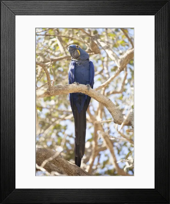 Framed Print : Hyacinth macaw (Anodorhynchus hyacinthinus) (hyacinthine macaw), Brazil, South America Framed Print : Hyacinth macaw (Anodorhynchus hyacinthinus) (hyacinthine macaw), Brazil, South America