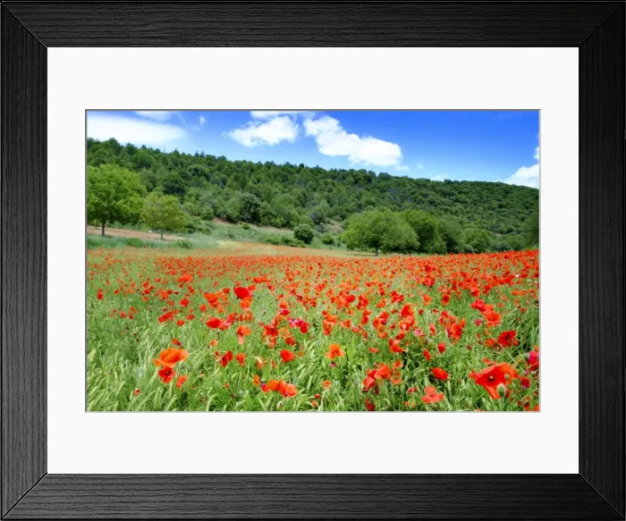 Framed Print : Poppy fields near Covarrubias, Castile and Leon, Spain Europe Framed Print : Poppy fields near Covarrubias, Castile and Leon, Spain Europe