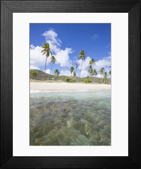 Framed Print : Sandy beach surrounded by palm trees and the Caribbean Sea, Morris Bay, Antigua and Barbudas Framed Print : Sandy beach surrounded by palm trees and the Caribbean Sea, Morris Bay, Antigua and Barbudas