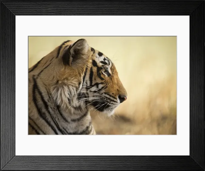 Framed Print : Bengal tiger, Ranthambhore National Park, Rajasthan, India, Asia Framed Print : Bengal tiger, Ranthambhore National Park, Rajasthan, India, Asia