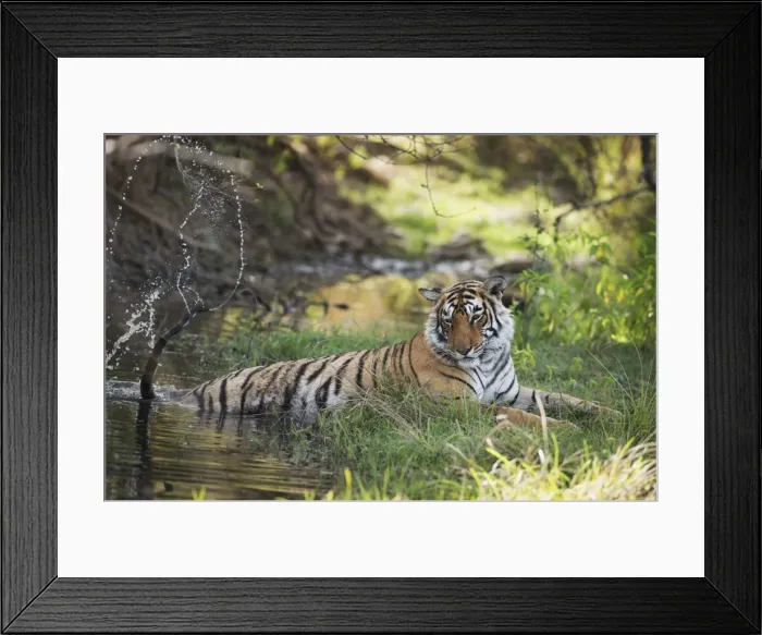 Framed Print : Bengal tiger, Ranthambhore National Park, Rajasthan, India, Asia Framed Print : Bengal tiger, Ranthambhore National Park, Rajasthan, India, Asia