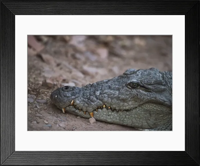 Framed Print : Nile crocodile, Ranthambhore National Park, Rajasthan, India, Asia Framed Print : Nile crocodile, Ranthambhore National Park, Rajasthan, India, Asia