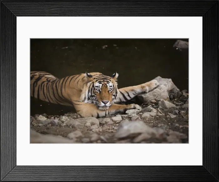 Framed Print : Bengal tiger, Ranthambhore National Park, Rajasthan, India, Asia Framed Print : Bengal tiger, Ranthambhore National Park, Rajasthan, India, Asia