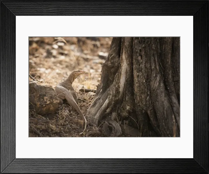 Framed Print : Monitor lizard, Ranthambhore National Park, Rajasthan, India, Asia Framed Print : Monitor lizard, Ranthambhore National Park, Rajasthan, India, Asia