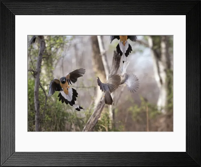 Framed Print : Indian tree-pie, Ranthambhore National Park, Rajasthan, India, Asia Framed Print : Indian tree-pie, Ranthambhore National Park, Rajasthan, India, Asia