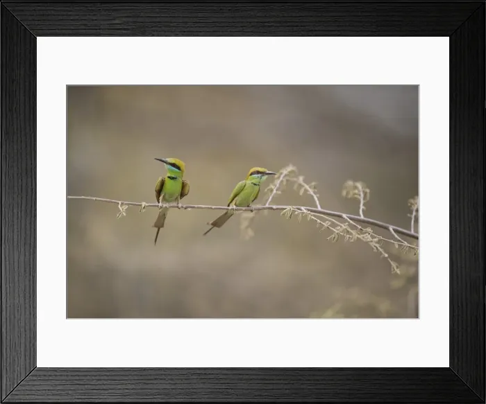Framed Print : Green bee eater, Ranthambhore National Park, Rajasthan, India, Asia Framed Print : Green bee eater, Ranthambhore National Park, Rajasthan, India, Asia