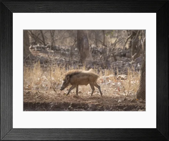 Framed Print : Wild boar, Ranthambhore National Park, Rajasthan, India, Asia Framed Print : Wild boar, Ranthambhore National Park, Rajasthan, India, Asia