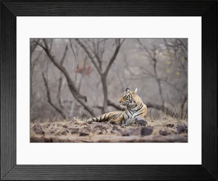 Framed Print : Bengal tiger, Ranthambhore National Park, Rajasthan, India, Asia Framed Print : Bengal tiger, Ranthambhore National Park, Rajasthan, India, Asia