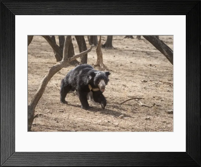 Framed Print : Sloth bear, Ranthambhore National Park, Rajasthan, India, Asia Framed Print : Sloth bear, Ranthambhore National Park, Rajasthan, India, Asia