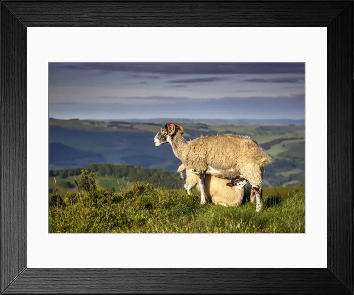 Framed Print : Sheep with lamb on Stanage Edge, Peak District National Park, Derbyshire, England Framed Print : Sheep with lamb on Stanage Edge, Peak District National Park, Derbyshire, England