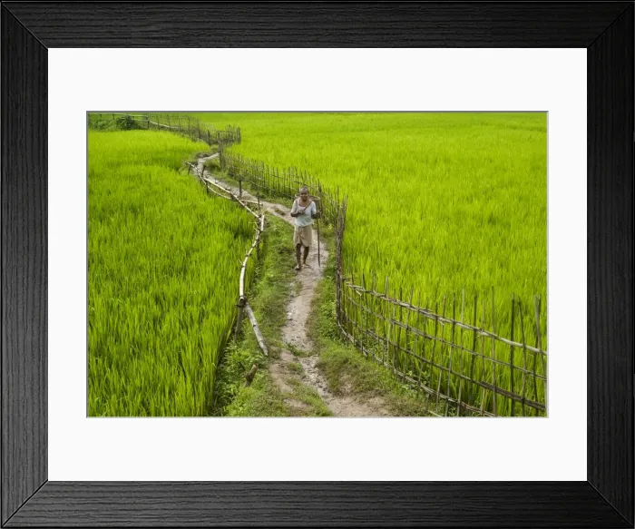 Framed Print : A pathway through the rice paddies in the Chittangong Hill Tracts, Bangladesh, Asia Framed Print : A pathway through the rice paddies in the Chittangong Hill Tracts, Bangladesh, Asia