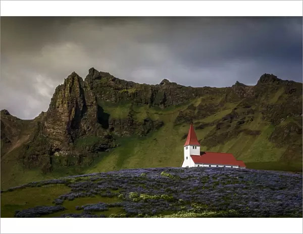Vik church and lupine flowers, South Region, Iceland, Polar Regions