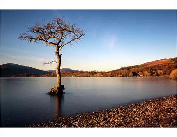 Lone tree at Loch Lomond, Scotland, United Kingdom, Europe