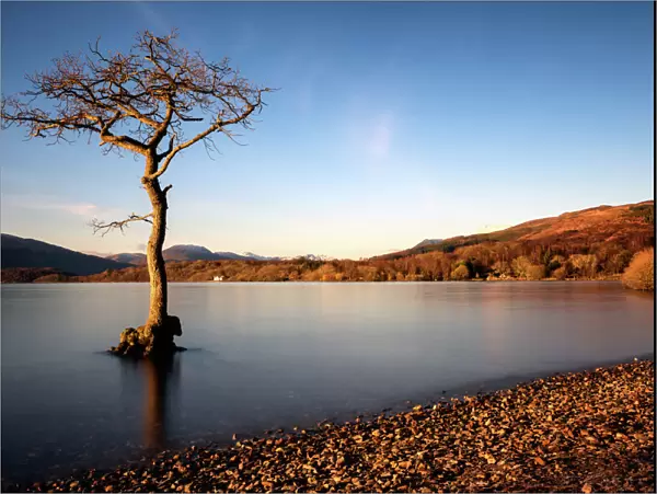 Lone tree at Loch Lomond, Scotland, United Kingdom, Europe