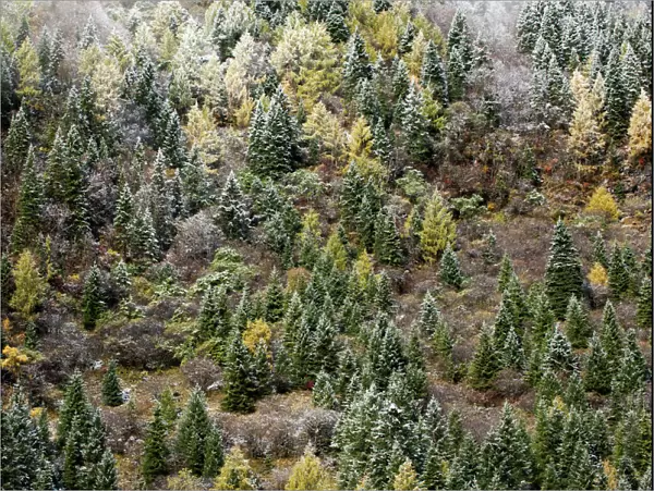 Early in morning frost on trees in Mount Siguniang, an area of outstanding natural