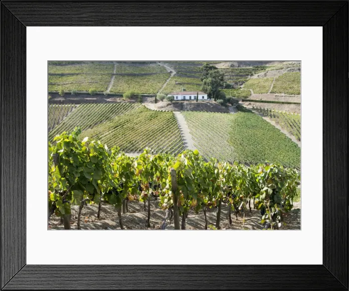 Framed Print : Grape vines ripening in the sun at a vineyard in the Alto Douro, Portugal, Europe Framed Print : Grape vines ripening in the sun at a vineyard in the Alto Douro, Portugal, Europe