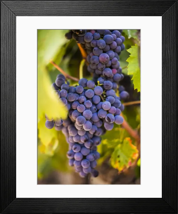 Framed Print : Grapes ripening in the sun at a vineyard in the Alto Douro region, Portugal, Europe Framed Print : Grapes ripening in the sun at a vineyard in the Alto Douro region, Portugal, Europe