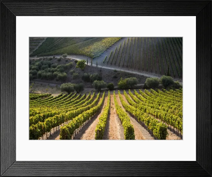 Framed Print : Rows of grape vines ripening in the sun at a vineyard in the Alto Douro region, Portugal