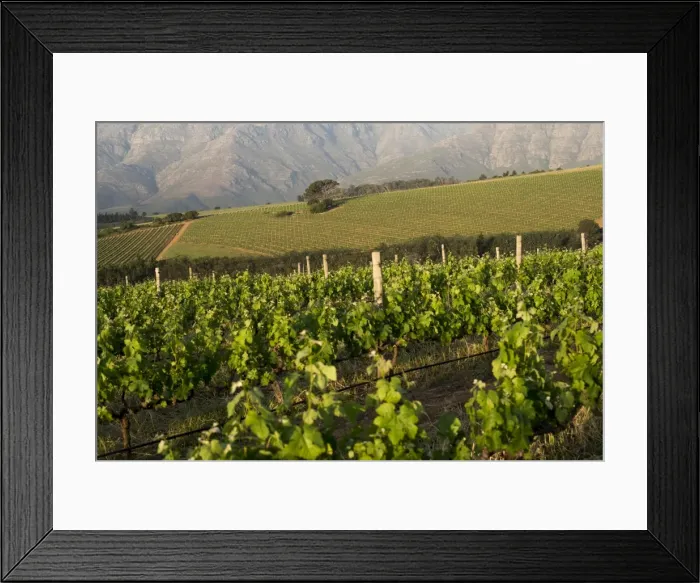 Framed Print : Vineyards near Stellenbosch in the Western Cape, South Africa, Africa Framed Print : Vineyards near Stellenbosch in the Western Cape, South Africa, Africa