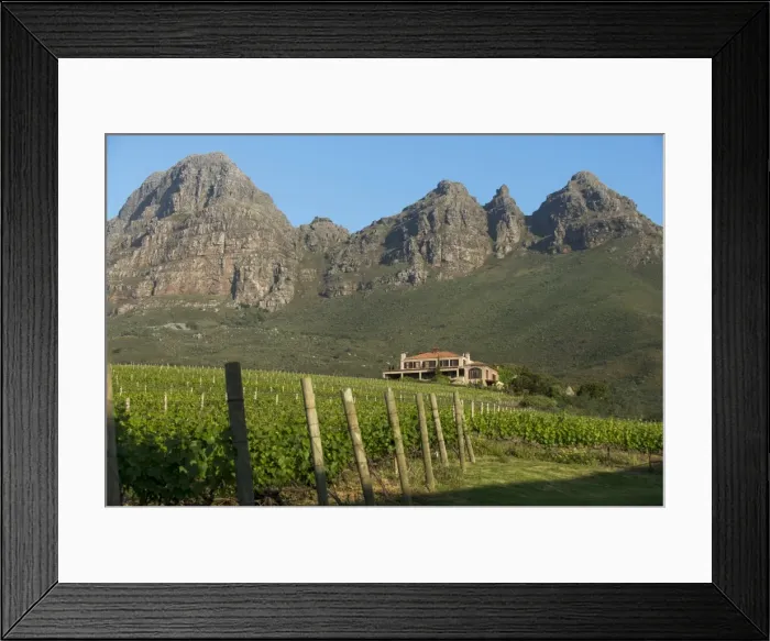 Framed Print : Vineyards near Stellenbosch in the Western Cape, South Africa, Africa Framed Print : Vineyards near Stellenbosch in the Western Cape, South Africa, Africa